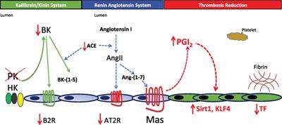 Plasma Prekallikrein: Its Role in Hereditary Angioedema and Health and Disease